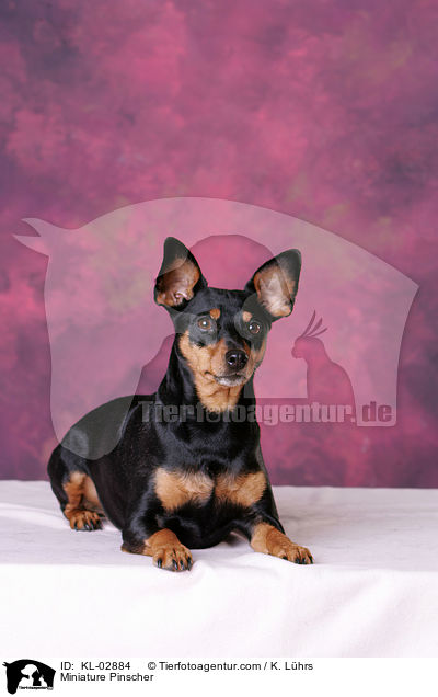 Miniature Pinscher / KL-02884