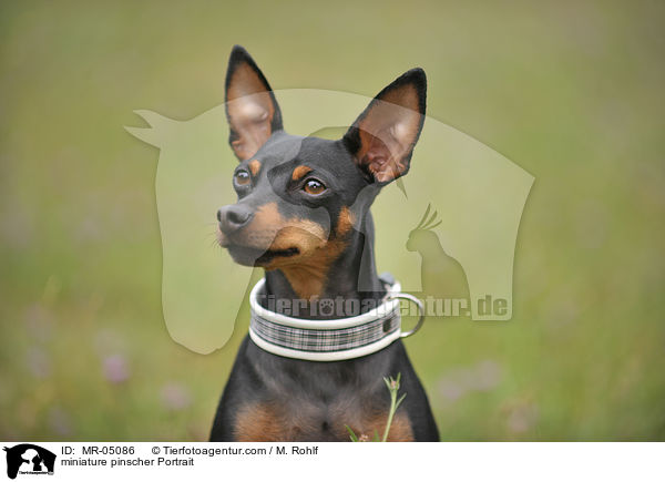 miniature pinscher Portrait / MR-05086