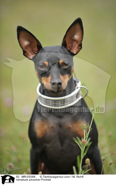miniature pinscher Portrait / MR-05088