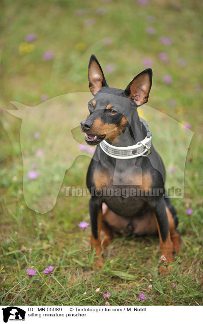 sitting miniature pinscher / MR-05089