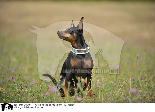 sitting miniature pinscher / MR-05091