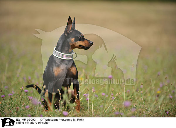 sitting miniature pinscher / MR-05093