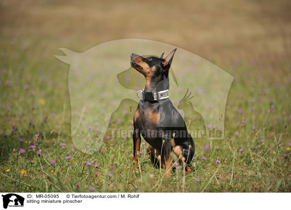 sitting miniature pinscher / MR-05095