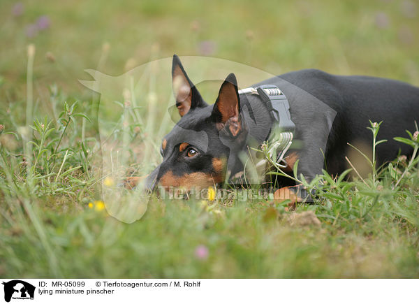 lying miniature pinscher / MR-05099