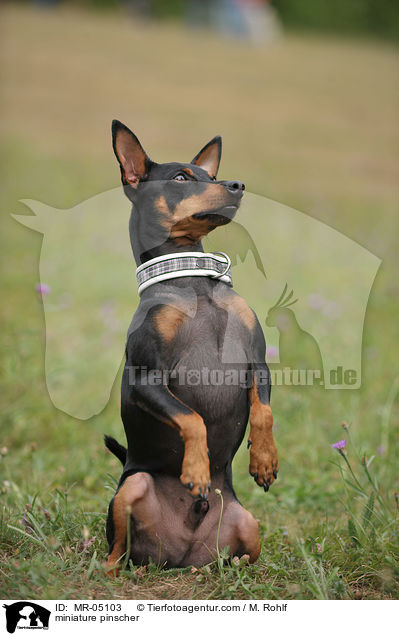 miniature pinscher / MR-05103