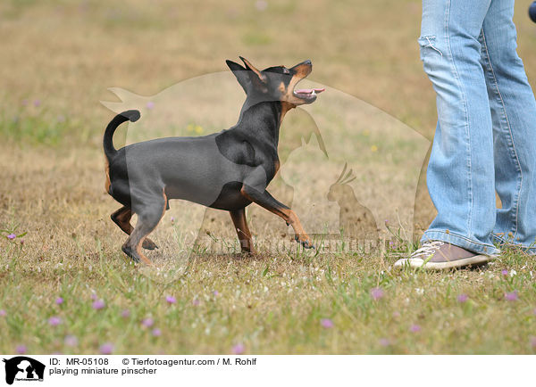 playing miniature pinscher / MR-05108