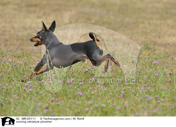 running miniature pinscher / MR-05111