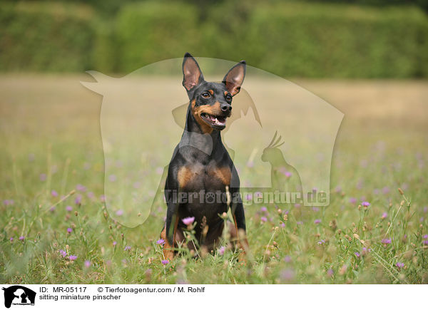 sitting miniature pinscher / MR-05117