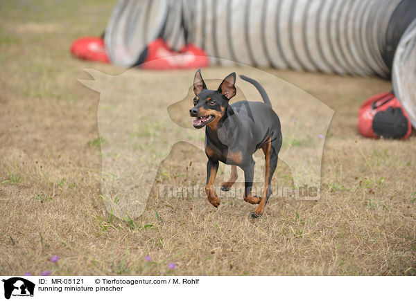 running miniature pinscher / MR-05121