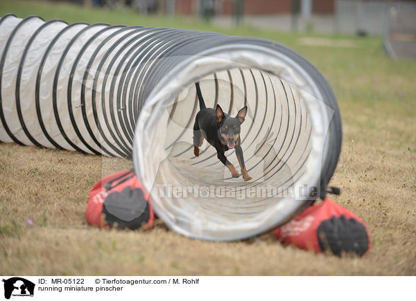 running miniature pinscher / MR-05122