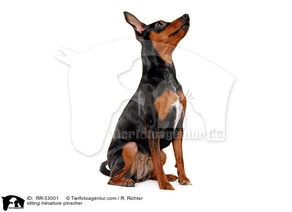 sitting miniature pinscher / RR-33001