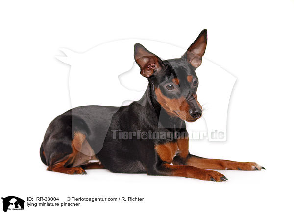 lying miniature pinscher / RR-33004