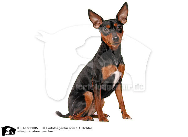 sitting miniature pinscher / RR-33005