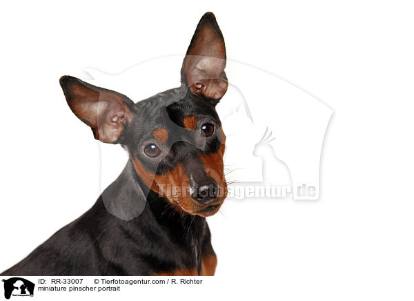 miniature pinscher portrait / RR-33007