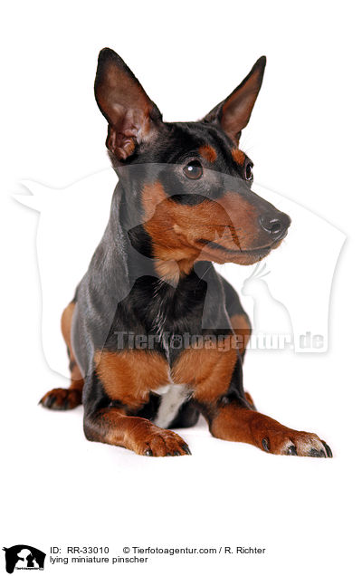 lying miniature pinscher / RR-33010