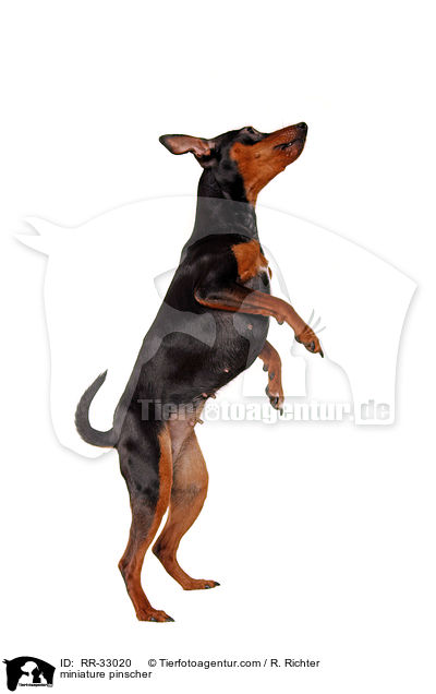 miniature pinscher / RR-33020