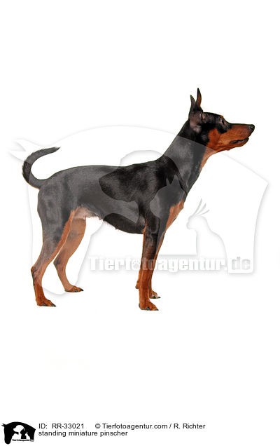 standing miniature pinscher / RR-33021