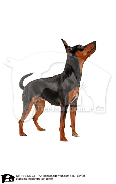 standing miniature pinscher / RR-33022