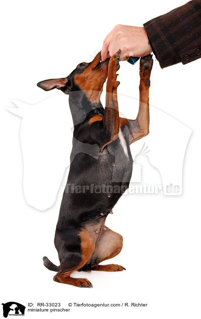 miniature pinscher / RR-33023