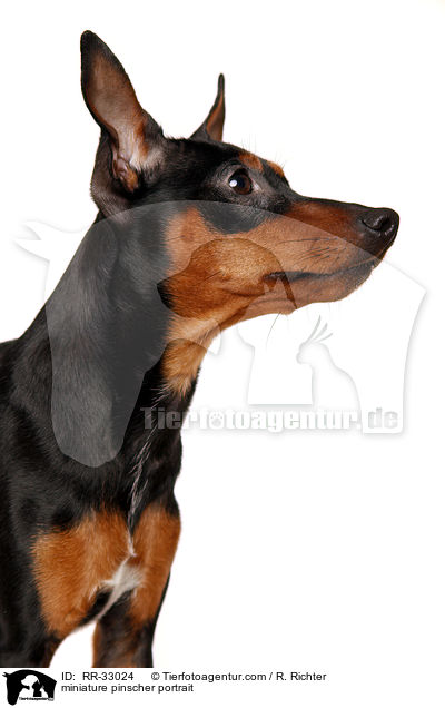 miniature pinscher portrait / RR-33024