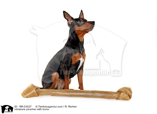 miniature pinscher with bone / RR-33027