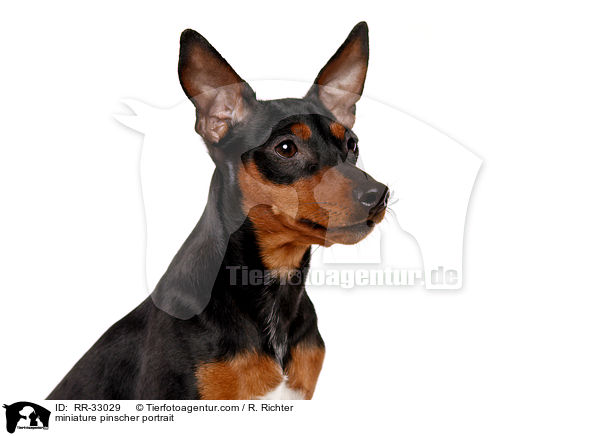 miniature pinscher portrait / RR-33029