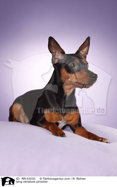 lying miniature pinscher / RR-33030