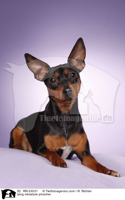 lying miniature pinscher / RR-33031
