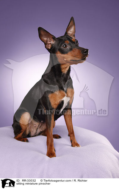 sitting miniature pinscher / RR-33032