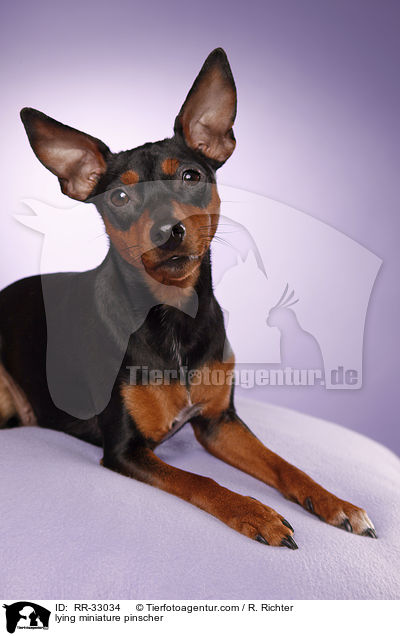lying miniature pinscher / RR-33034