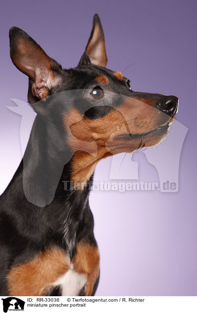 miniature pinscher portrait / RR-33036
