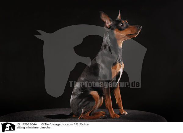 sitting miniature pinscher / RR-33044