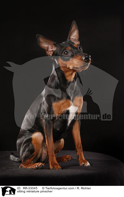 sitting miniature pinscher / RR-33045