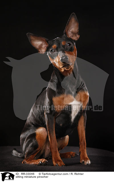 sitting miniature pinscher / RR-33046