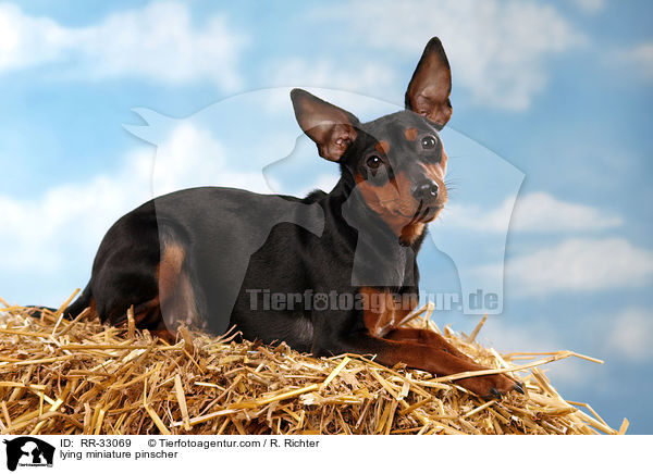 liegender Zwergpinscher / lying miniature pinscher / RR-33069