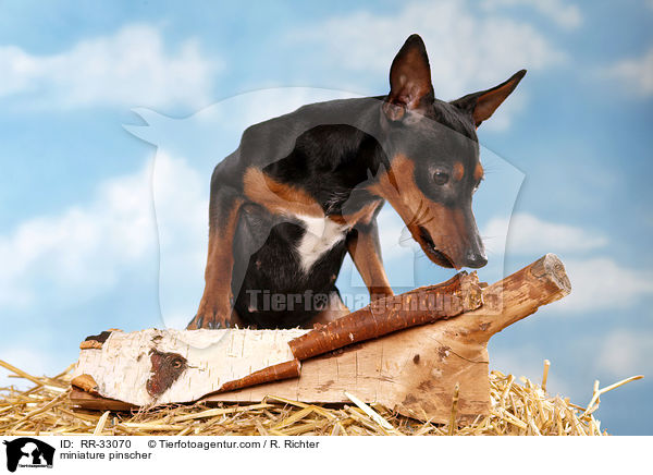 miniature pinscher / RR-33070