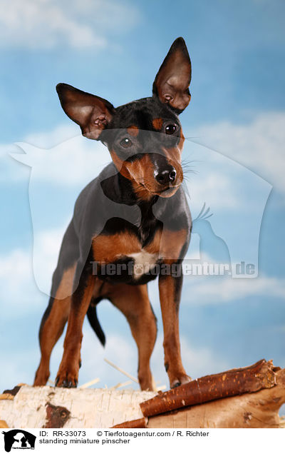 standing miniature pinscher / RR-33073