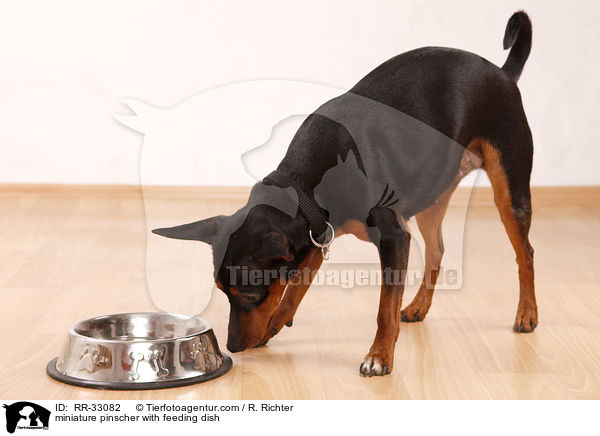 Zwergpinscher mit Futternapf / miniature pinscher with feeding dish / RR-33082