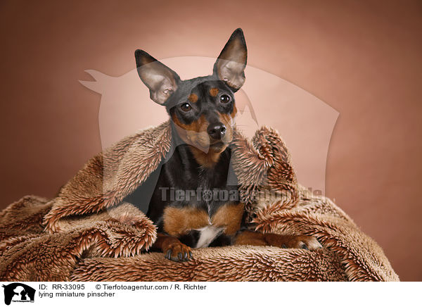 lying miniature pinscher / RR-33095