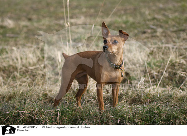 Pinscher / AB-03017