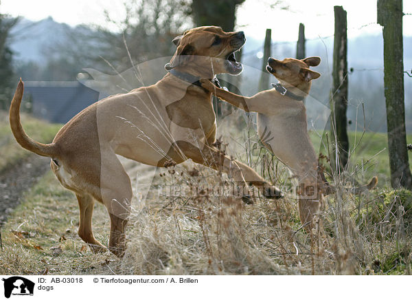 dogs / AB-03018