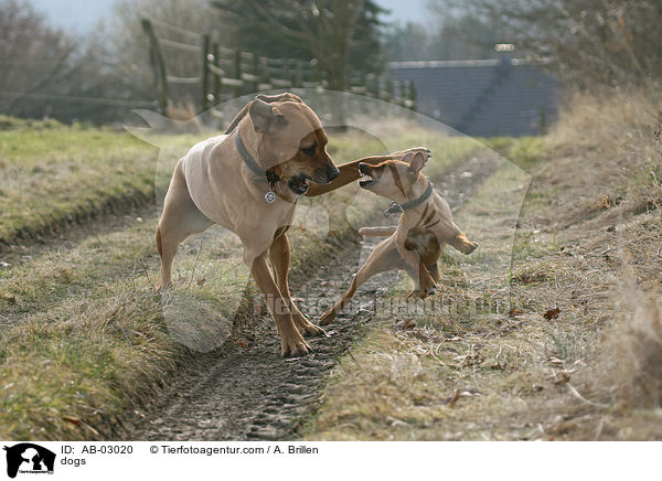 dogs / AB-03020