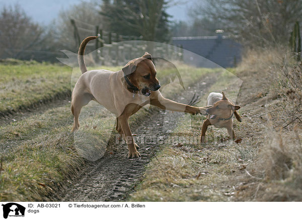 dogs / AB-03021