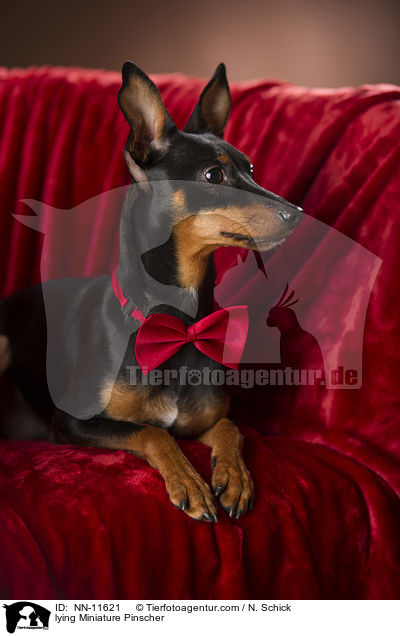 lying Miniature Pinscher / NN-11621