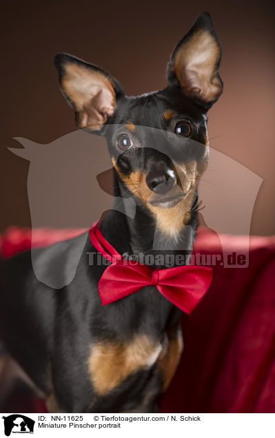 Miniature Pinscher portrait / NN-11625