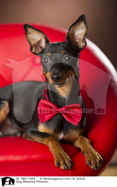 lying Miniature Pinscher / NN-11642
