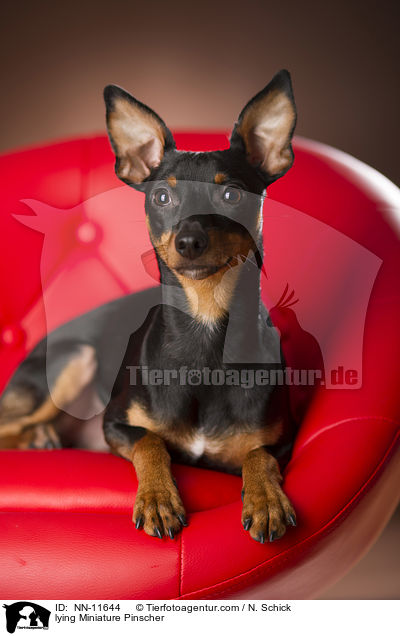 lying Miniature Pinscher / NN-11644