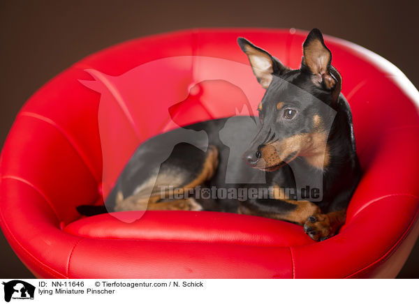 lying Miniature Pinscher / NN-11646