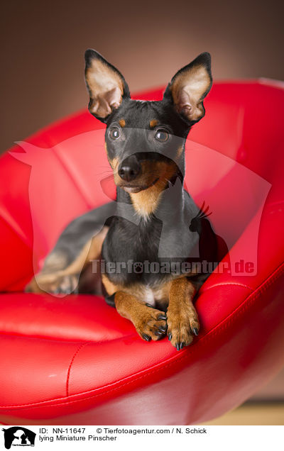 lying Miniature Pinscher / NN-11647