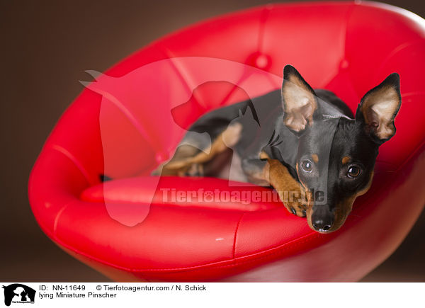 lying Miniature Pinscher / NN-11649
